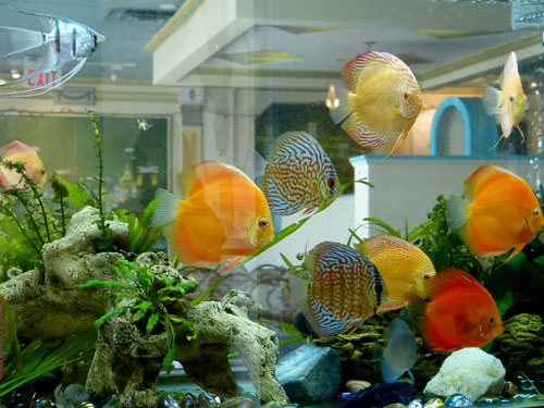 居家养鱼风水考究，，怎么养鱼招财气？？？